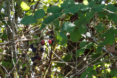 Candicantes