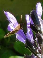Cymaenes odilia