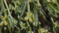 Pectocarya peninsularis