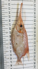 Macroramphosus scolopax