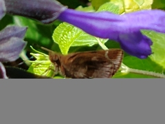Cymaenes odilia