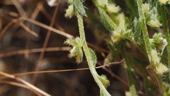 Pectocarya peninsularis
