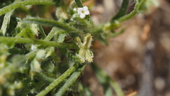 Pectocarya peninsularis
