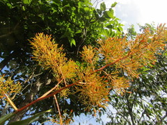 Aechmea leptantha