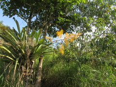 Aechmea leptantha