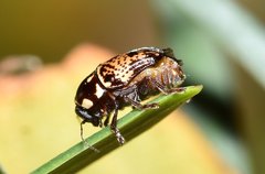 Cryptocephalus irroratus