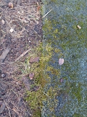 Bryophyta