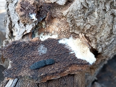 Lacon punctatus