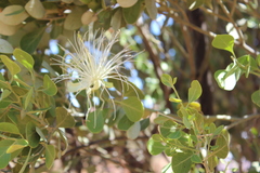 Capparis mitchellii