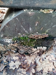 Fungi