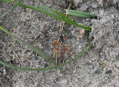 Diphyus quadripunctorius