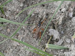 Diphyus quadripunctorius