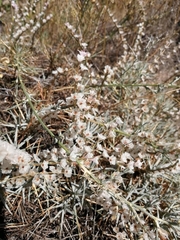 Acantholimon