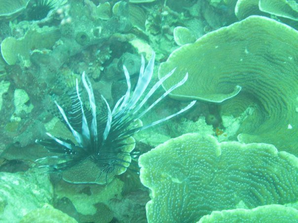 Lionfish