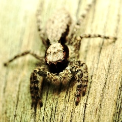 Menemerus taeniatus