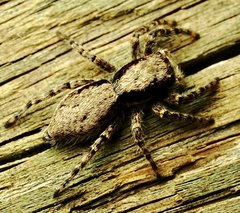 Menemerus taeniatus