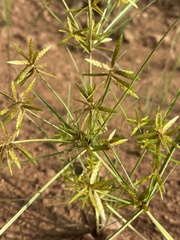 Cyperus pelophilus