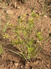 Cyperus pelophilus