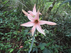 Hippeastrum stylosum
