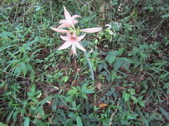 Hippeastrum stylosum