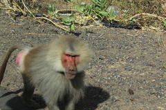 Papio hamadryas