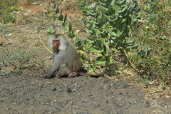 Papio hamadryas