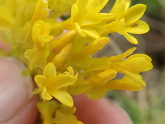 Sebaea sedoides