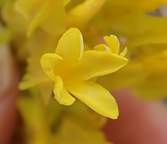 Sebaea sedoides