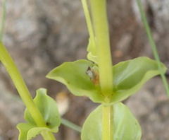 Sebaea sedoides