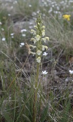 Pedicularis parryi