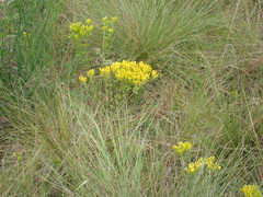 Sebaea sedoides
