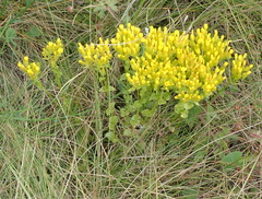 Sebaea sedoides