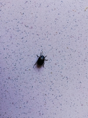 Chrysolina lucidicollis grossepunctata