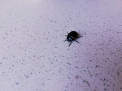 Chrysolina lucidicollis grossepunctata