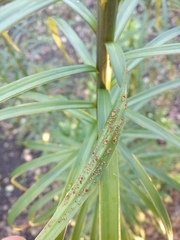 Macrosiphum lilii