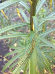 Macrosiphum lilii