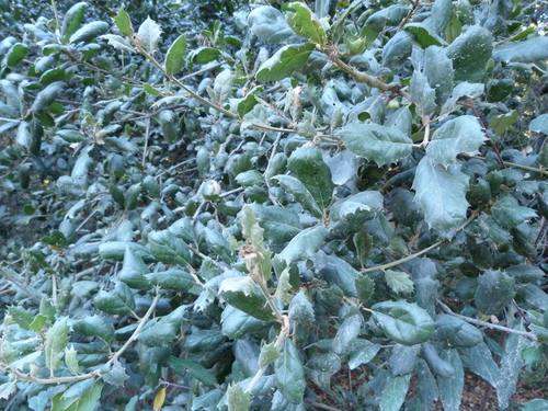 iNaturalist observation photo of coast live oak