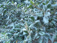 Quercus agrifolia agrifolia