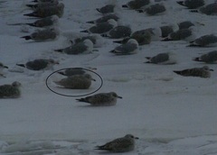 Larus hyperboreus
