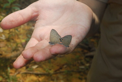 Nacaduba pactolus odon
