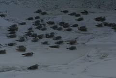 Larus hyperboreus