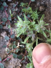 Lasiopogon