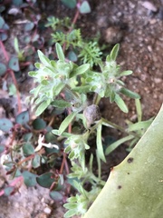 Lasiopogon