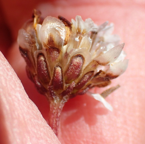 Image of Ursinia heterodonta by (c) Nicola van Berkel, some rights reserved (CC BY-SA)