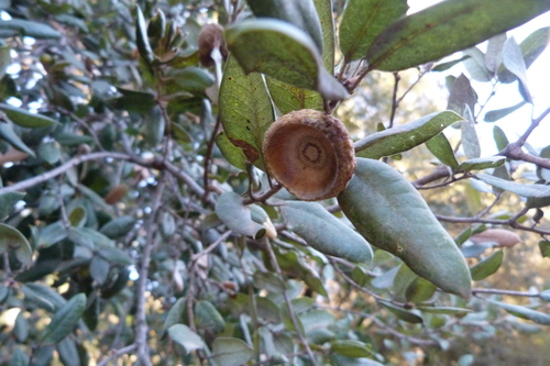 iNaturalist observation photo of canyon live oak