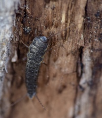 Allacrotelsa spinulata