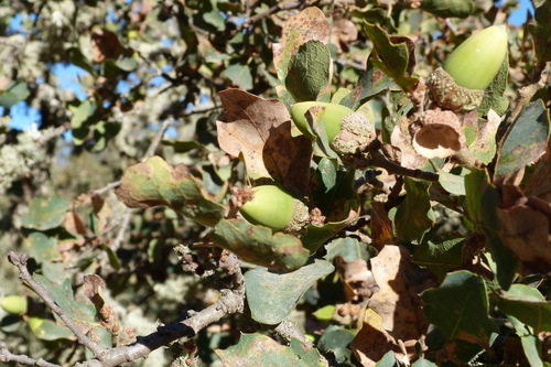 iNaturalist observation photo of blue oak