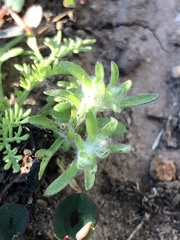 Lasiopogon