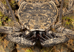 Paraphrynus laevifrons