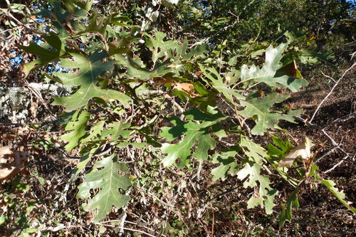 iNaturalist observation photo of California black oak
